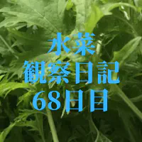 【水耕栽培】ミズナの観察日記(68日目)
