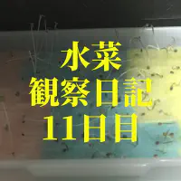 【水耕栽培】ミズナの観察日記(11日目)