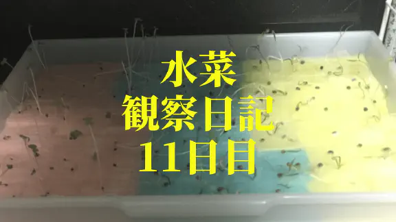 【水耕栽培】ミズナの観察日記(11日目)