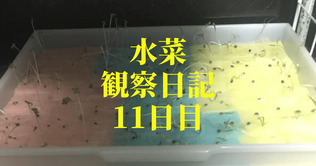 【水耕栽培】ミズナの観察日記(11日目)