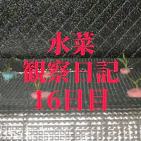 【水耕栽培】ミズナの観察日記(16日目)