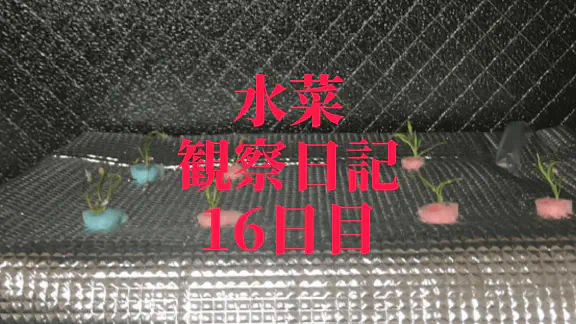【水耕栽培】ミズナの観察日記(16日目)