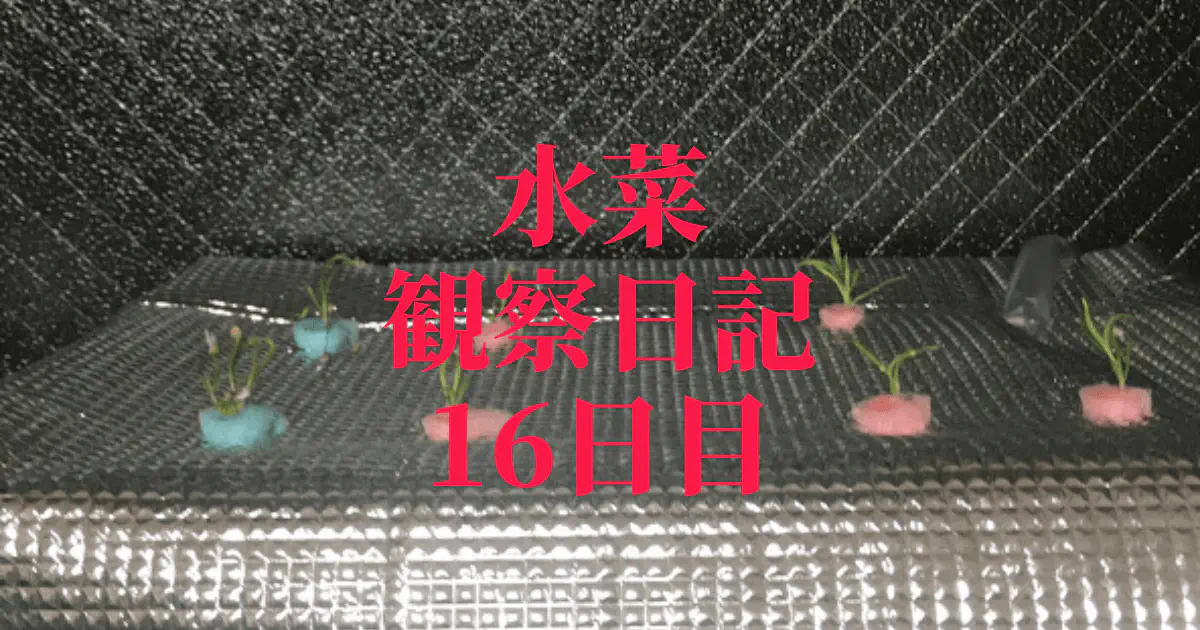 【水耕栽培】ミズナの観察日記(16日目)