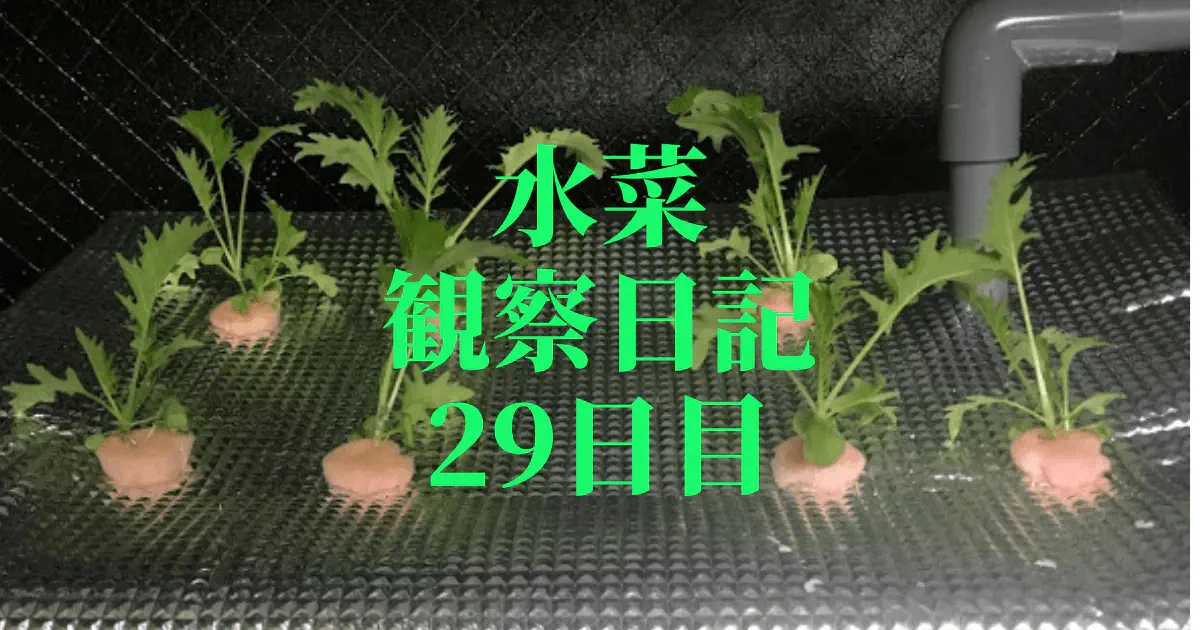 【水耕栽培】ミズナの観察日記(29日目)