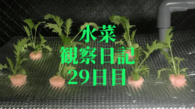 【水耕栽培】ミズナの観察日記(29日目)