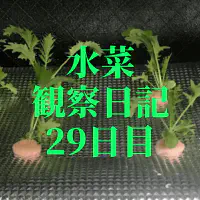 【水耕栽培】ミズナの観察日記(29日目)
