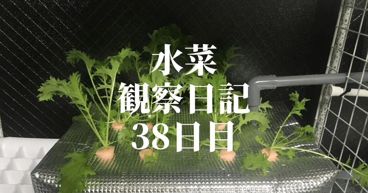 【水耕栽培】ミズナの観察日記(38日目)