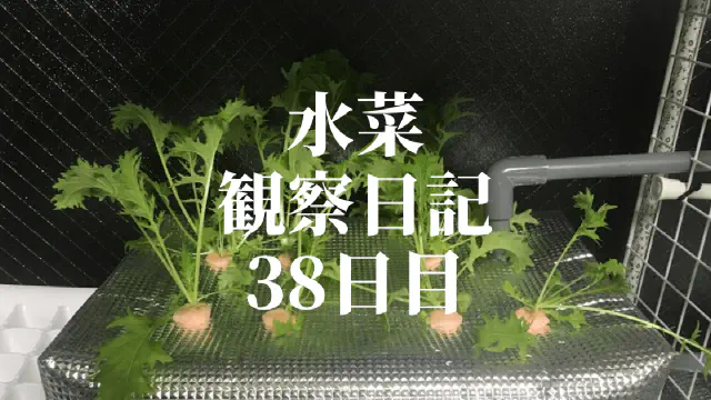 【水耕栽培】ミズナの観察日記(38日目)