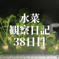 【水耕栽培】ミズナの観察日記(38日目)