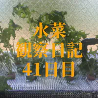 【水耕栽培】ミズナの観察日記(41日目)