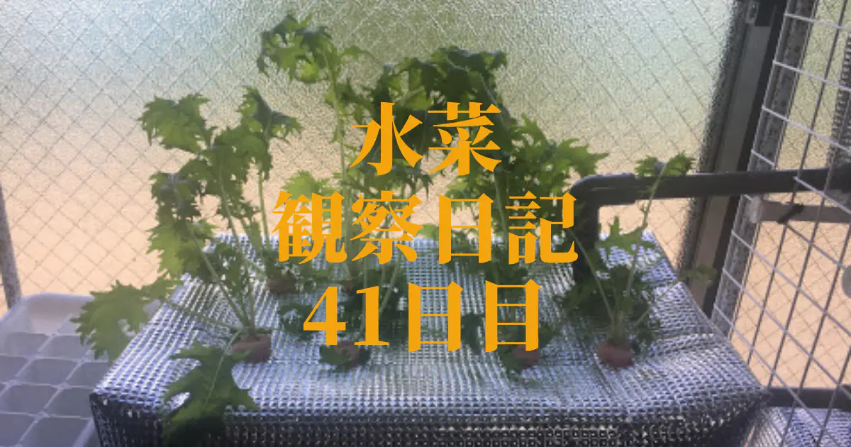 【水耕栽培】ミズナの観察日記(41日目)