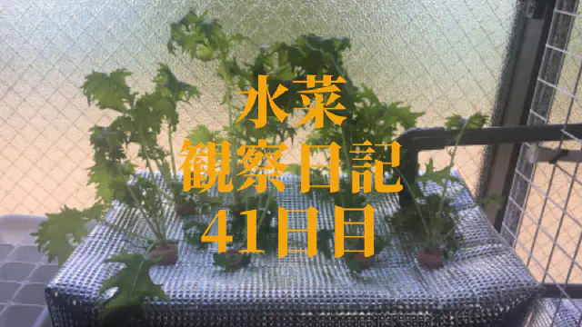 【水耕栽培】ミズナの観察日記(41日目)
