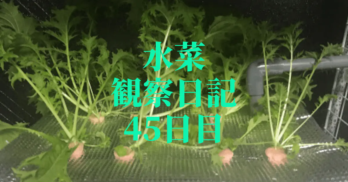 【水耕栽培】ミズナの観察日記(45日目)