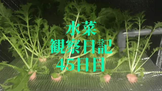 【水耕栽培】ミズナの観察日記(45日目)