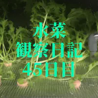 【水耕栽培】ミズナの観察日記(45日目)