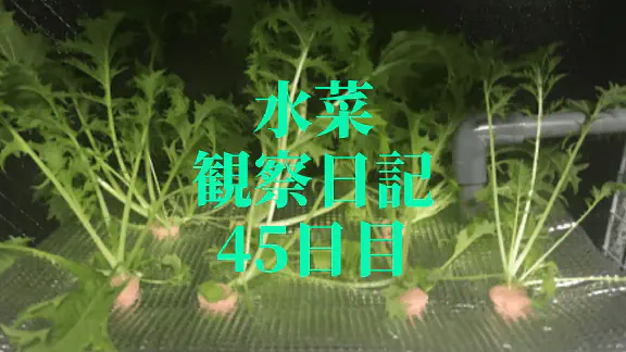 【水耕栽培】ミズナの観察日記(45日目)