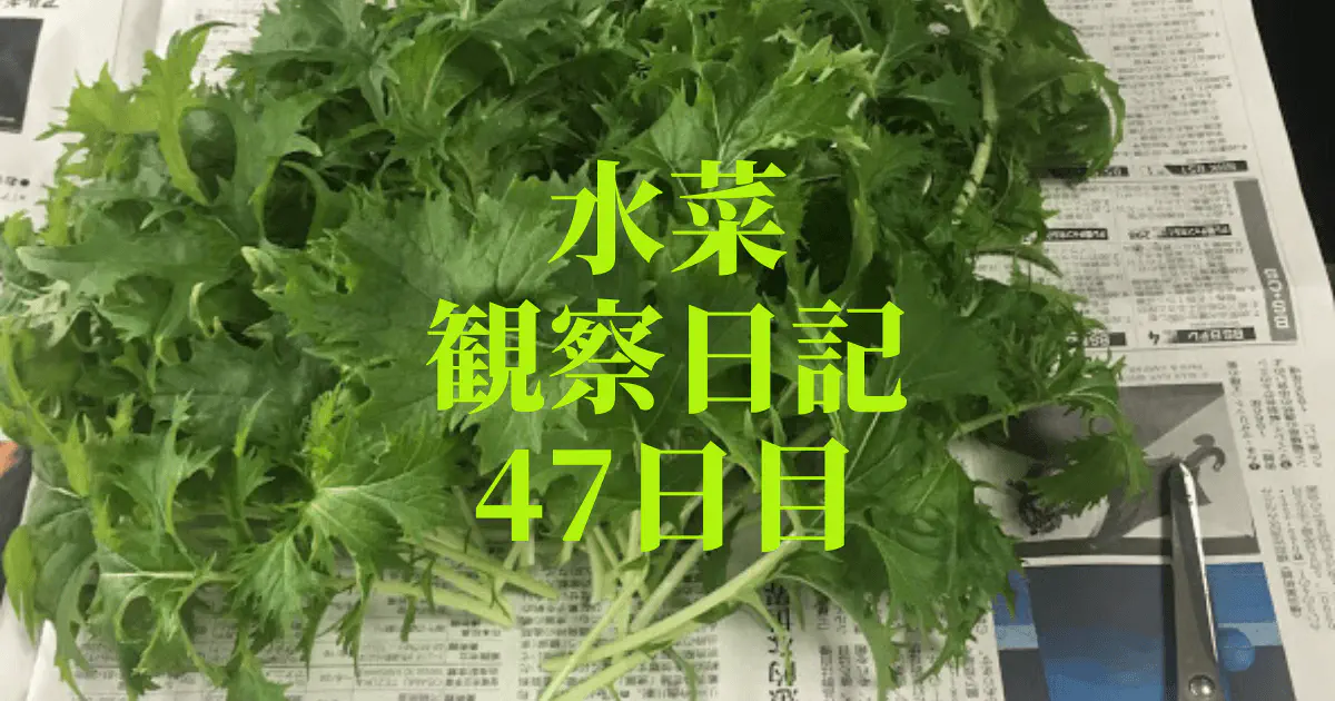 【水耕栽培】ミズナの観察日記(47日目) 初収穫！