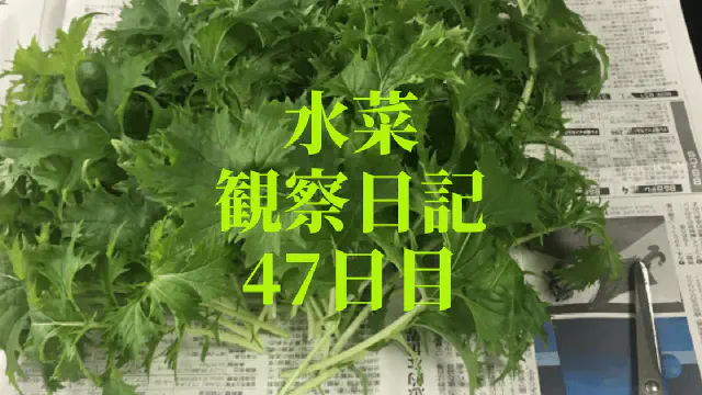【水耕栽培】ミズナの観察日記(47日目) 初収穫！