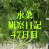 【水耕栽培】ミズナの観察日記(47日目) 初収穫！
