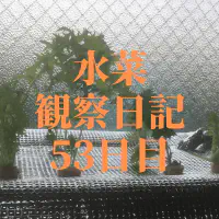 【水耕栽培】ミズナの観察日記(53日目)