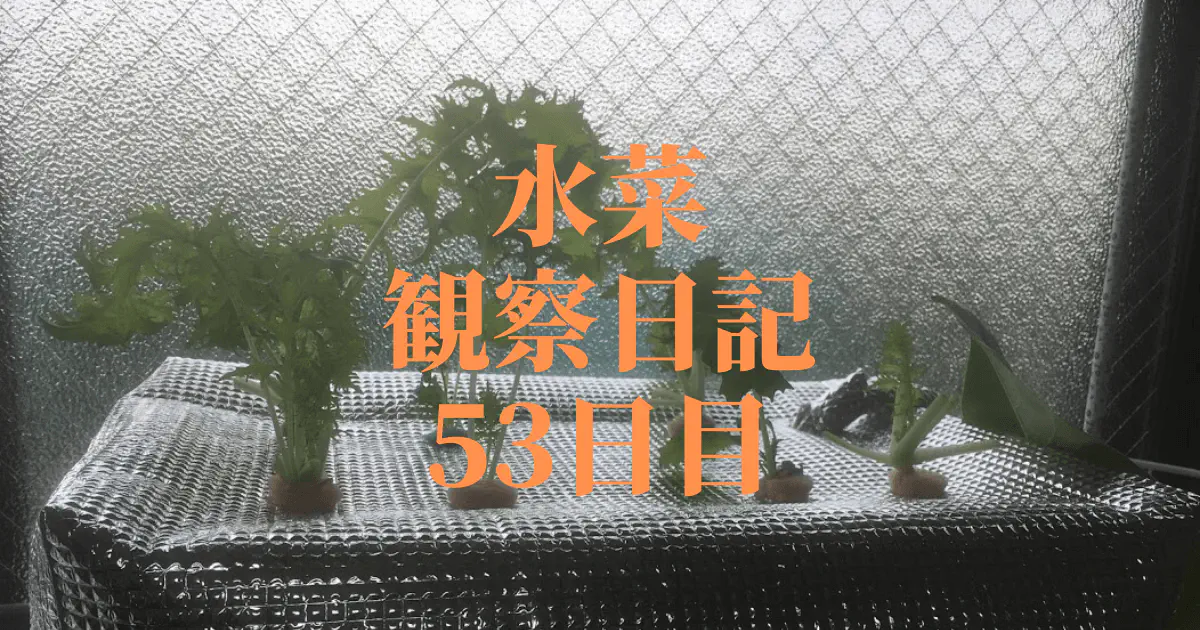 【水耕栽培】ミズナの観察日記(53日目)