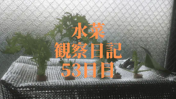 【水耕栽培】ミズナの観察日記(53日目)