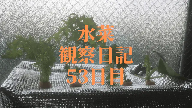【水耕栽培】ミズナの観察日記(53日目)
