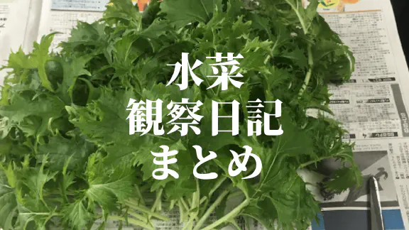 【水耕栽培】ミズナ観察日記：発芽から複数回収穫まで！初心者向け完全ガイド