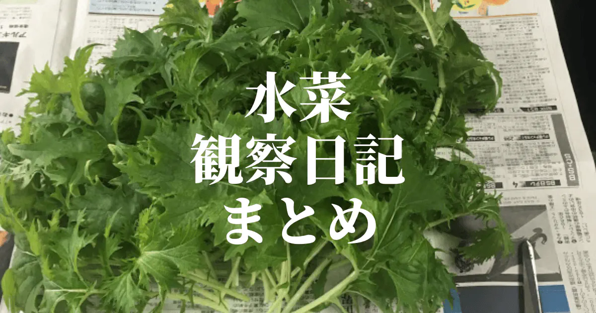 【水耕栽培】ミズナ観察日記：発芽から複数回収穫まで！初心者向け完全ガイド