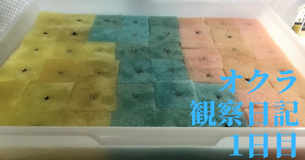 【水耕栽培】オクラの観察日記(1日目)