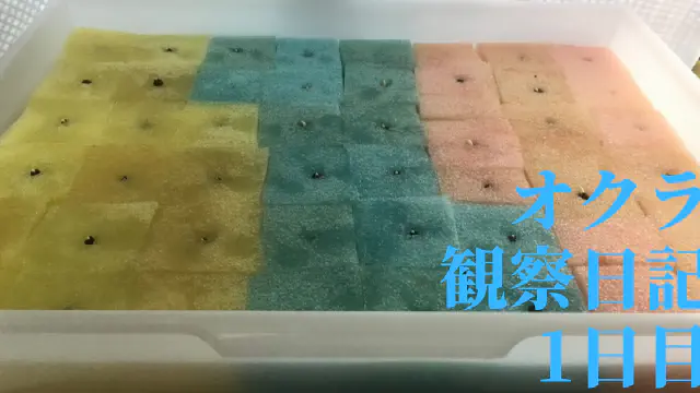 【水耕栽培】オクラの観察日記(1日目)
