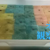 【水耕栽培】オクラの観察日記(1日目)