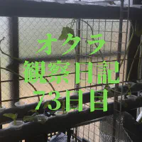 【水耕栽培】オクラ観察日記：73日目で2号機へ引越し！新天地での成長を追う