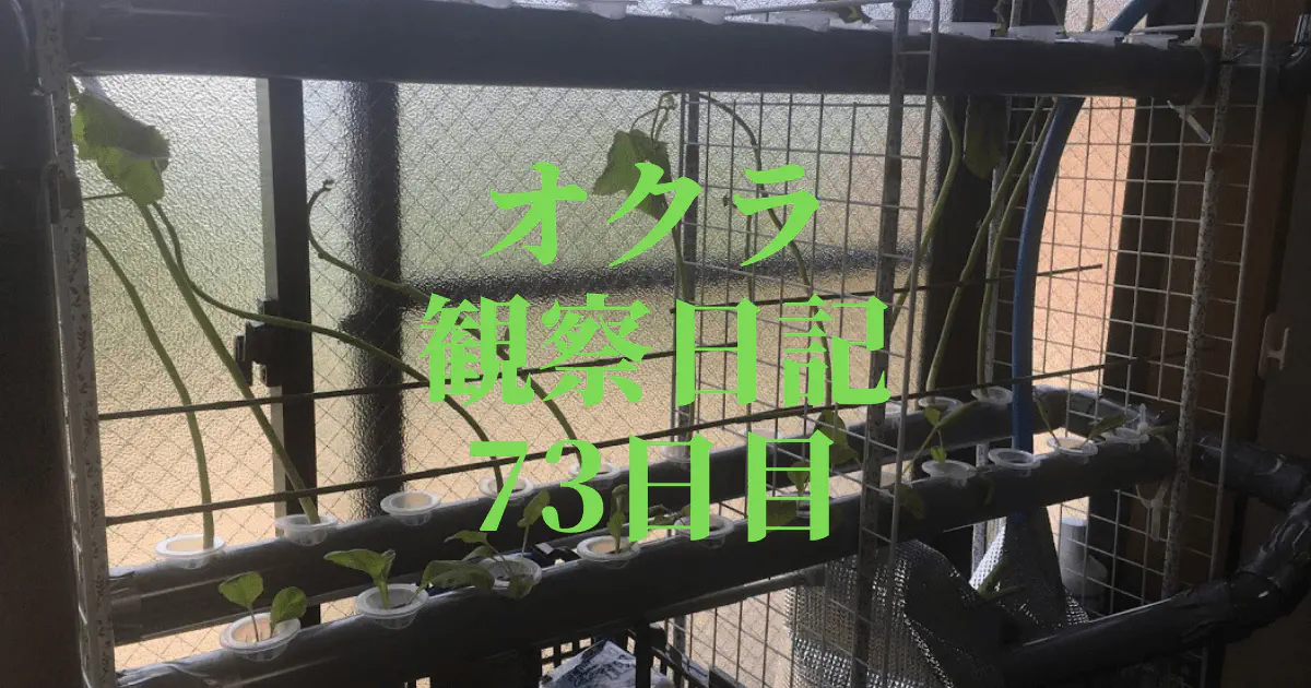 【水耕栽培】オクラ観察日記：73日目で2号機へ引越し！新天地での成長を追う