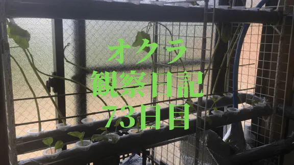 【水耕栽培】オクラ観察日記：73日目で2号機へ引越し！新天地での成長を追う