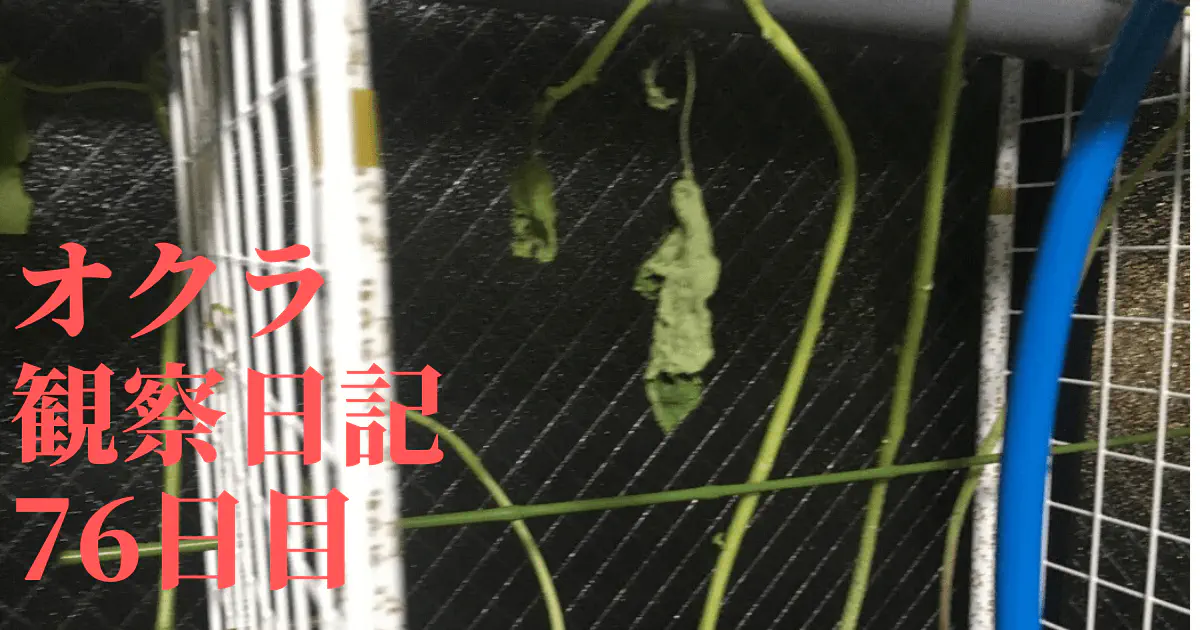 【水耕栽培】オクラ観察日記：76日目で直面した枯死の危機と対策