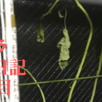 【水耕栽培】オクラ観察日記：76日目で直面した枯死の危機と対策