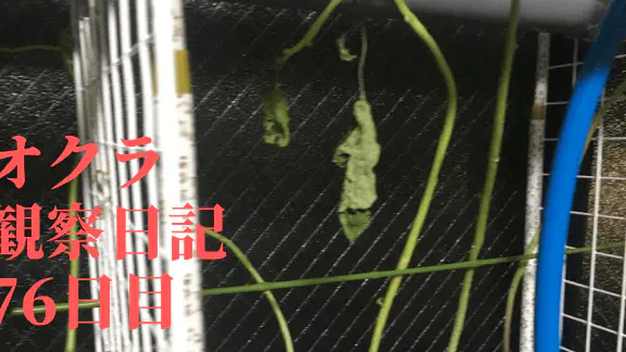 【水耕栽培】オクラ観察日記：76日目で直面した枯死の危機と対策
