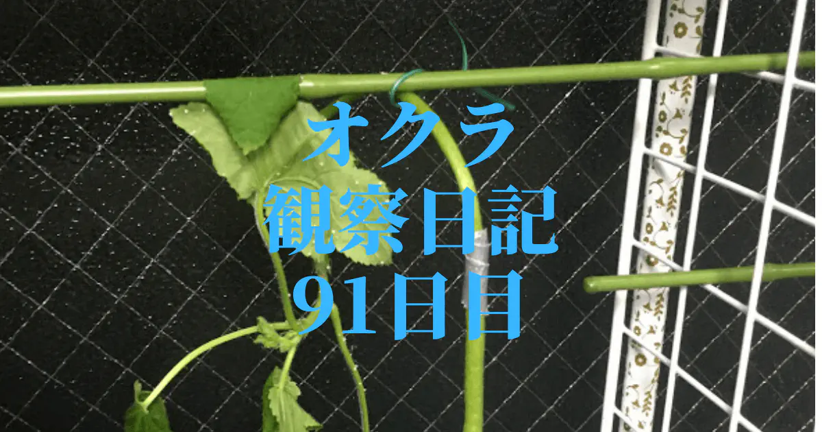 【水耕栽培】オクラ観察日記：91日目の試練と成長の限界