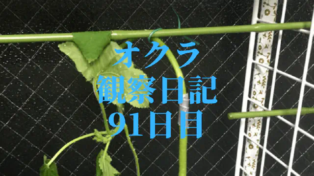 【水耕栽培】オクラ観察日記：91日目の試練と成長の限界