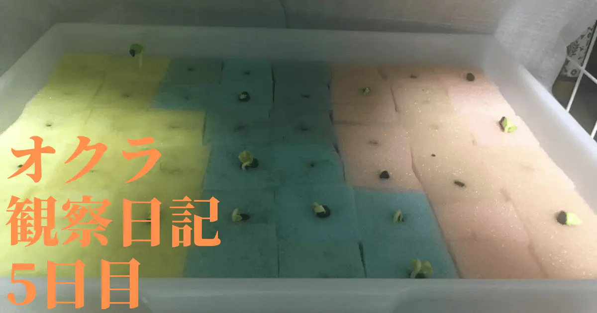 【水耕栽培】オクラの観察日記(5日目)