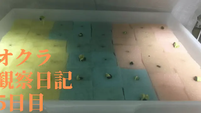 【水耕栽培】オクラの観察日記(5日目)