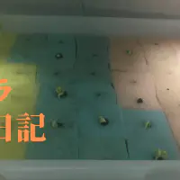 【水耕栽培】オクラの観察日記(5日目)