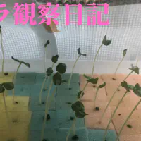 【水耕栽培】オクラの観察日記(8日目)