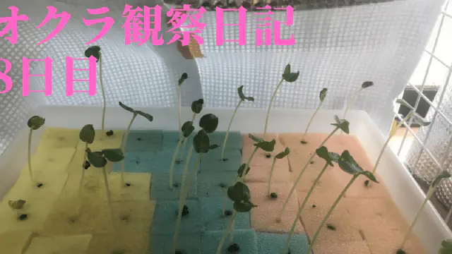 【水耕栽培】オクラの観察日記(8日目)
