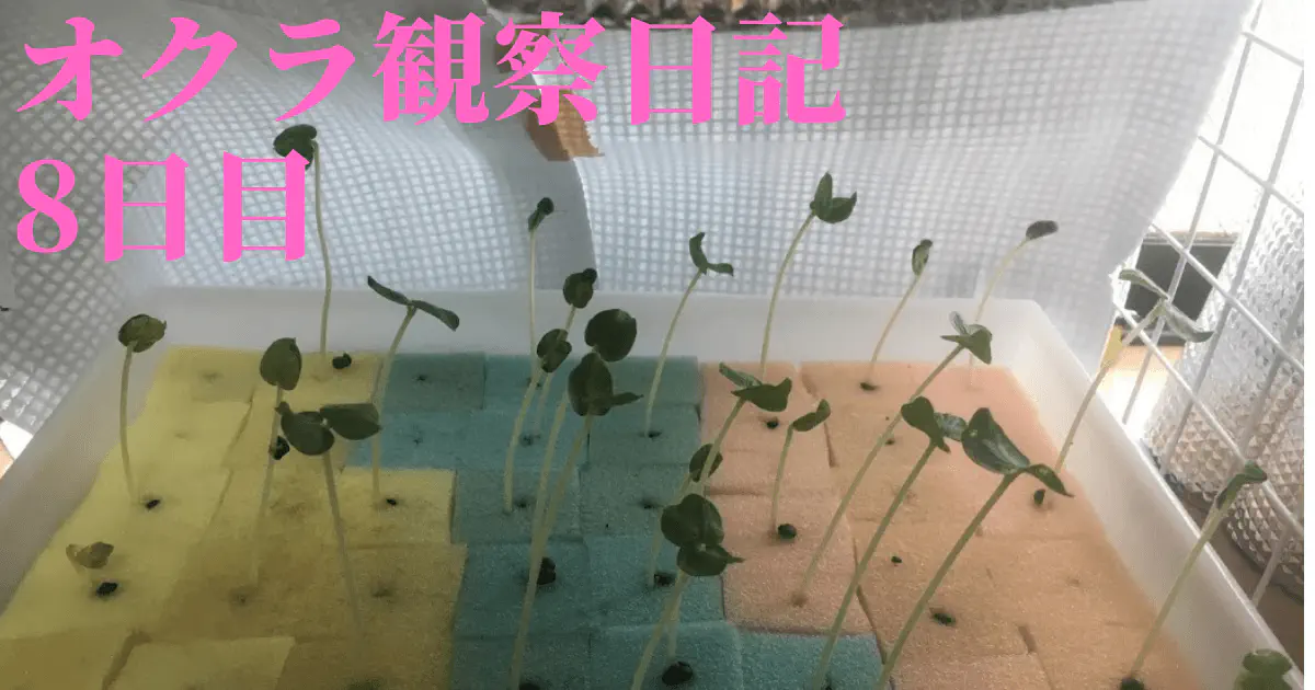 【水耕栽培】オクラの観察日記(8日目)