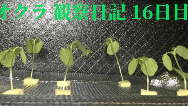 【水耕栽培】オクラの観察日記(16日目)