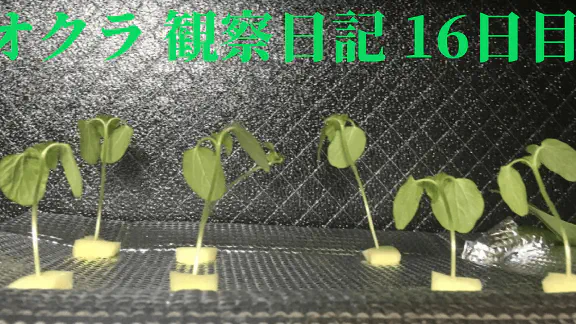 【水耕栽培】オクラの観察日記(16日目)