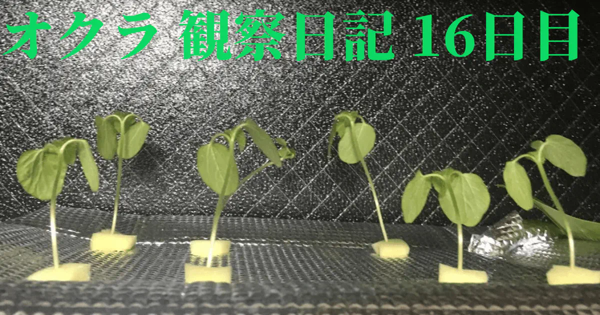 【水耕栽培】オクラの観察日記(16日目)