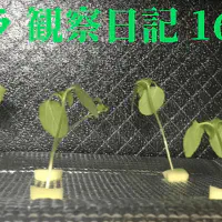 【水耕栽培】オクラの観察日記(16日目)